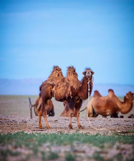 Mongolia camels 2