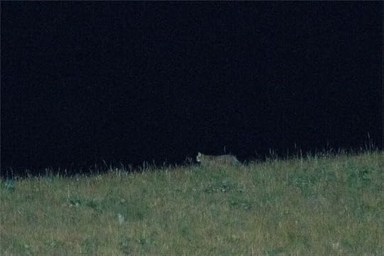 Seeing a wild cat in tibet