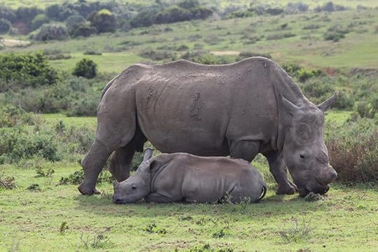 South African safari rhino