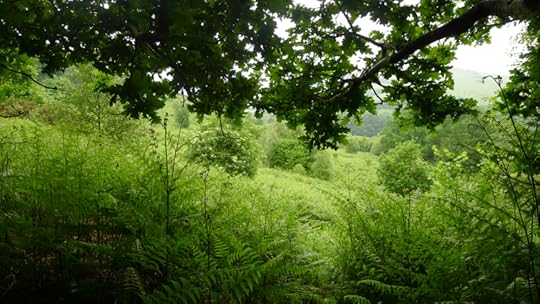 through the woods, and out again