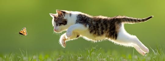 Image result for cats