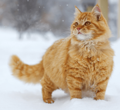 Image result for cats