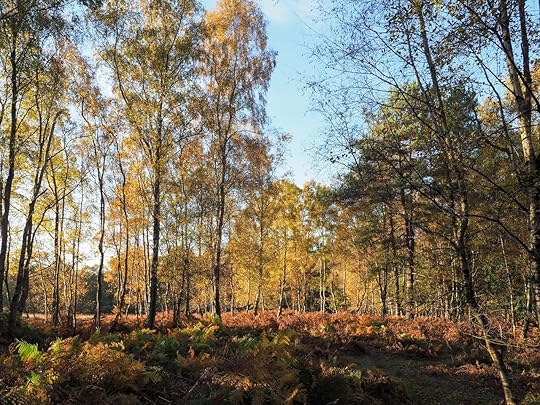 Five Acre Woods in Sussex