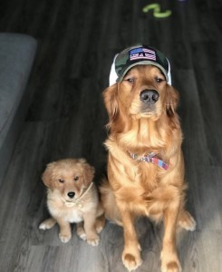 Dogs two