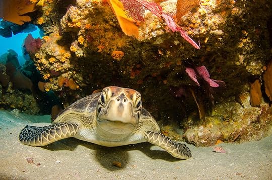 Sea turtle resting in the reefs of Cabo Pulmo National Park, Baja California Sur, Mexico.