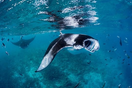 Manta Rays in Hanifaru bay