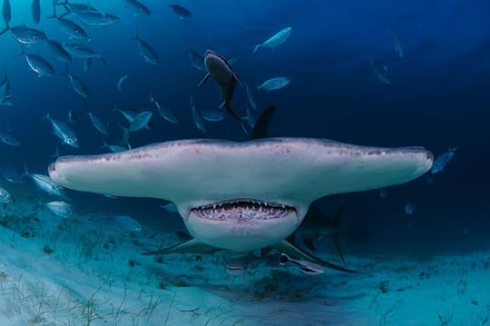 Closeup Shot of Hammerhead Shark Swimming towards You in Clear Waters of Bahamas