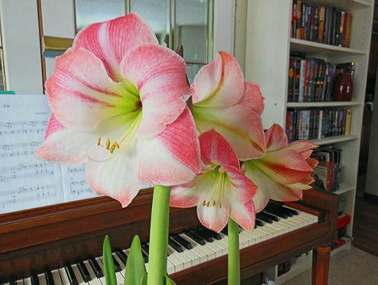 Amaryllis in full bloom