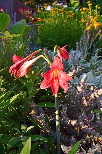 Amaryllis in Summer Garden Christmas in July