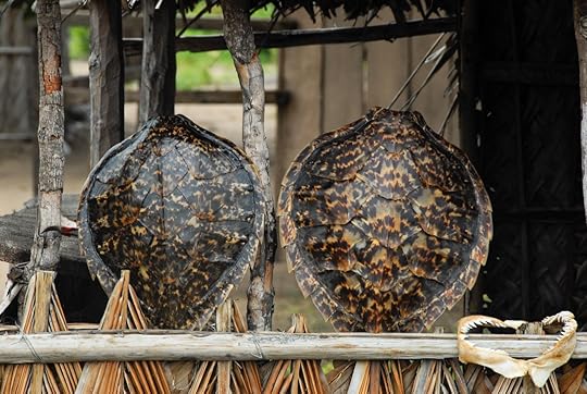 turtle shell unethical souvenir