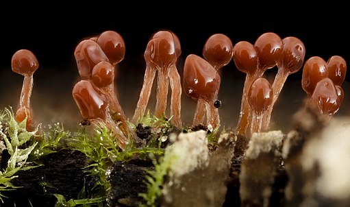 Hemitrichia, Lava Lamp Slime Mold 2014-07-01-12.21.16 ZS PMax (14367791348)