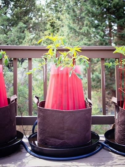 It’s Almost Summer! Here’s An Update on the New Garden