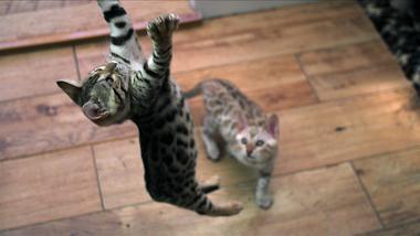 Image result for pbs nature pets wild at heart