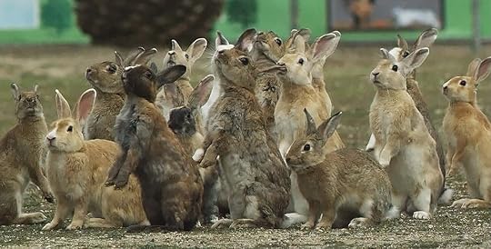 Image result for pbs nature pets wild at heart