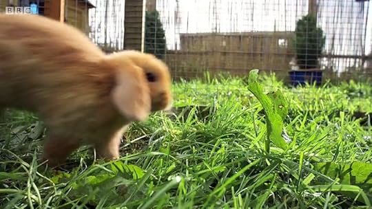 Image result for pbs nature pets wild at heart