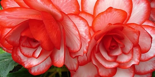New Zealand Begonia 64