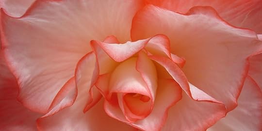 New Zealand Begonia 09