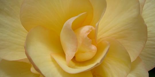 New Zealand Begonia 19