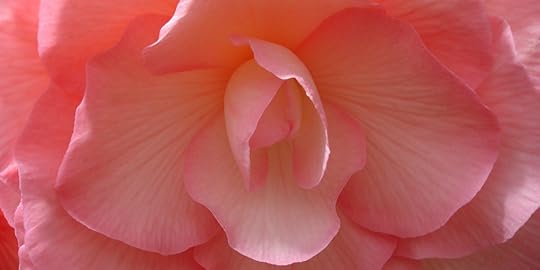New Zealand Begonia 18 