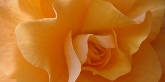 New Zealand Begonia 50