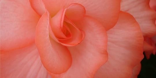 New Zealand Begonia 42