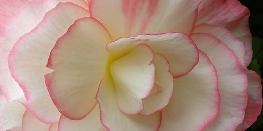 New Zealand Begonia 58