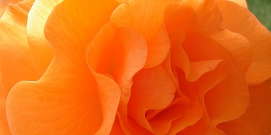 New Zealand Begonia 37