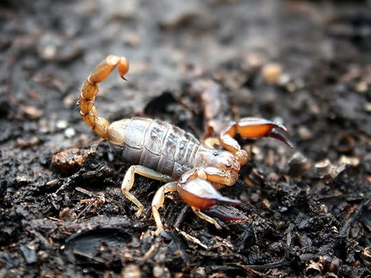 Image result for scorpion barb