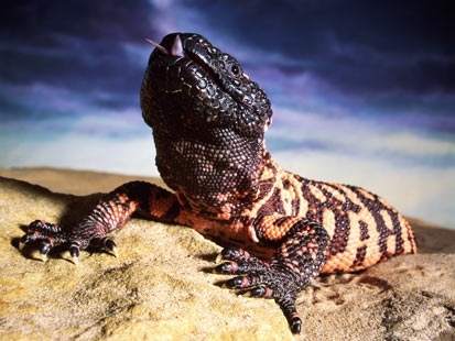 Image result for gila monster aesthetic