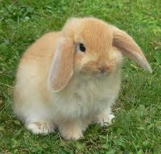 Image result for non traditional pets