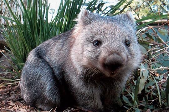 Image result for wombat