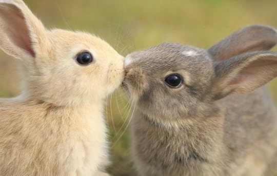 Image result for cute animals