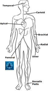 How to Control Severe Bleeding 1 - Survival Fitness Plan Remote Area First Aid Training
