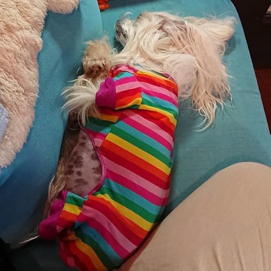I love this sweet cuddlebunny (snuggled up next to me while I work).<br />.<br />#officeassistant #myfamily<br />#cherylrainfield #YAwriter #LGBTQwriter #booknerd #bookworm #ireadYA #survivor #feminist<br />#petalrainfield #chinesecrested #hairyhairless #dogstagram #ilovemydog #ilovemychinesecresteddog #dogmom