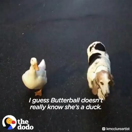 Some lightness for your day from one of my favourite #positivevibes accounts @thedodo<br />.<br />Via @thedodo – This duck dreamed of being a dog — and now her dog siblings accept her as one of their own