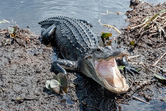alligator tongue