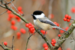 beauty of the chickadee
