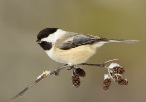 beauty of the chickadee
