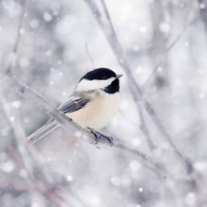 beauty of the chickadee