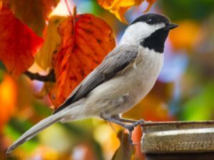 beauty of the chickadee