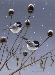 beauty of the chickadee