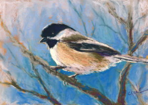 beauty of the chickadee