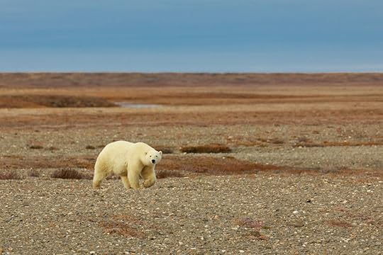 Polar bear on Wrangel Island
