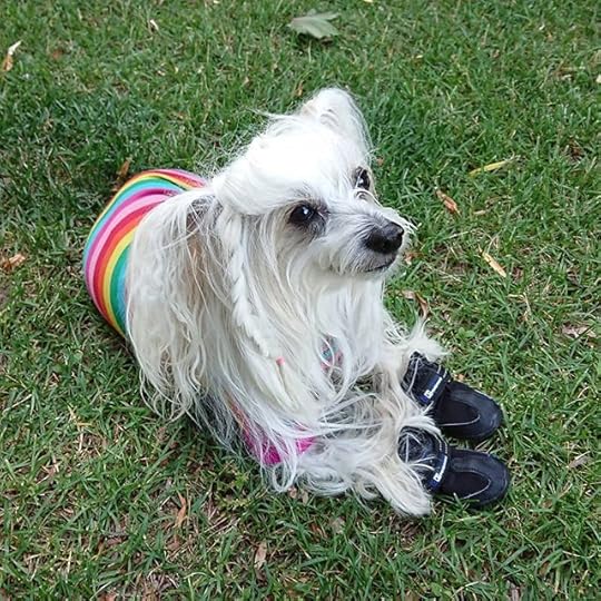 Petal listening to the birds and enjoying some time in the cooler weather. (We’ve been having a heat wave in Toronto.)<br />.<br />Happy Canada Day to my fellow Canadians!<br />.<br />.<br />#petalrainfield #chinesecrested #hairyhairless #dogstagram #ilovemydog #ilovemychinesecresteddog #dogmom