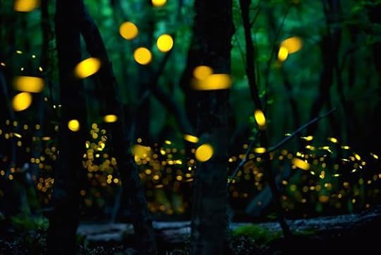 fireflies