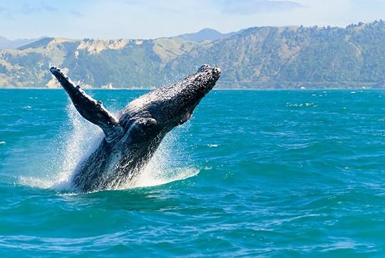 Humpback whale breaching