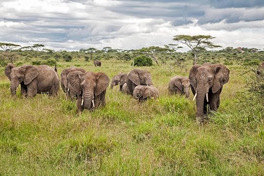 herd of elephants