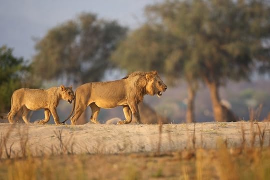 Lions roaming