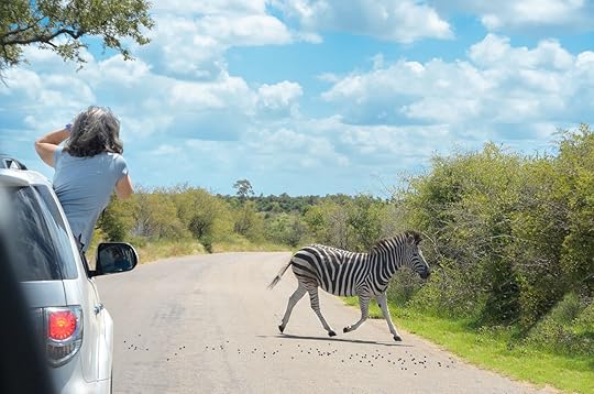 Zebra crossing the road