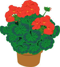 geranium
